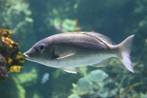 Orange-striped emperor