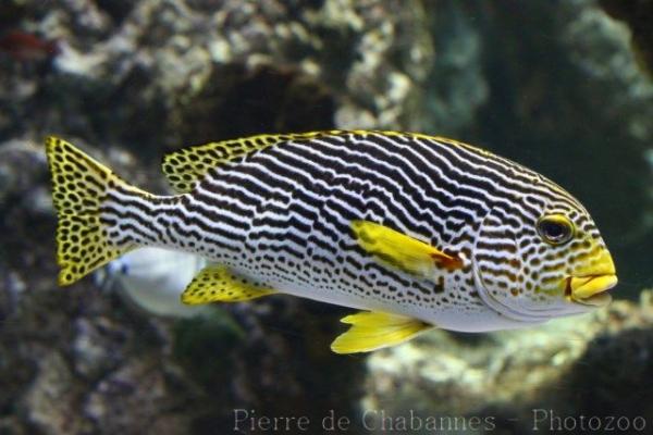 Yellowbanded sweetlips