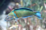 Ornate wrasse