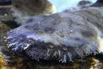 Tasselled wobbegong