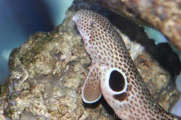 Speckled carpetshark