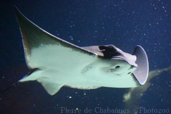 Common eagle ray