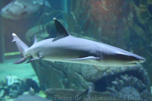 Whitetip reef shark