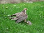 Lanner falcon