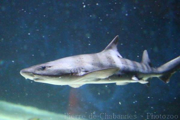 Banded houndshark