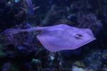 Haller's round ray