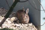 European rabbit