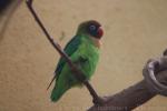 Black-cheeked lovebird