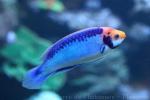 Red-eye wrasse