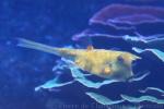 Longhorn cowfish