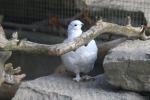 Rock ptarmigan