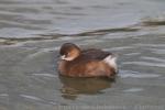 Little grebe