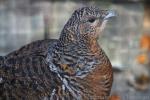 Western capercaillie