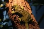 Yellow tree monitor