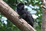 Goeldi's marmoset