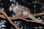 Brazilian tree-porcupine