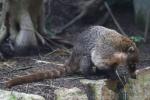 White-nosed coati