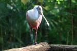 Roseate spoonbill