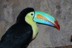 Keel-billed toucan