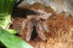 Anthracina tarantula