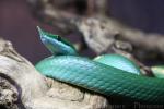 Rhinoceros ratsnake