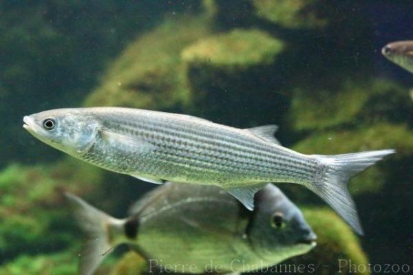 Thicklip grey mullet