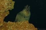 Whitespot moray