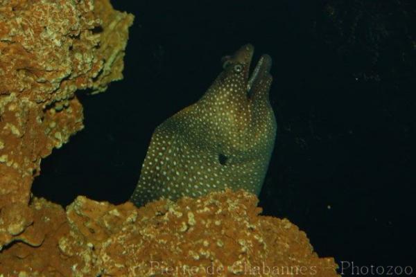 Whitespot moray