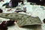 Shovelnose guitarfish