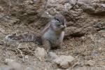 Cape ground squirrel