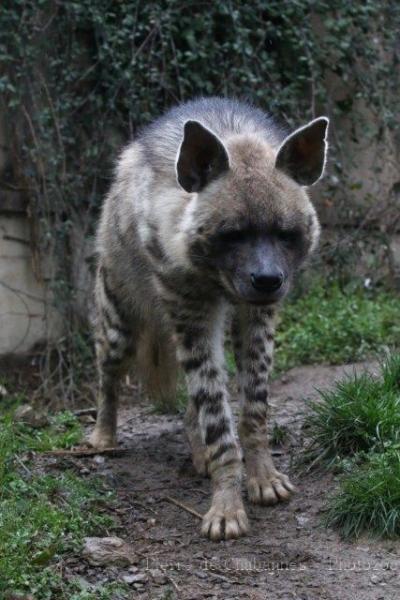 Striped hyaena