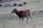 Visayan spotted deer