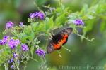 Elegant acraea