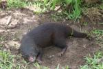 Marsh mongoose