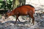 Western bay duiker