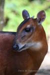 Western bay duiker