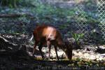 Peters' duiker