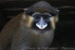 Moustached monkey