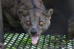 African palm civet