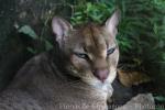 African golden cat