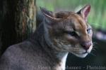 African golden cat