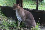 African golden cat