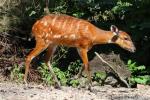 Western sitatunga