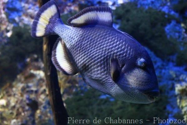 Titan triggerfish