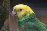 Yellow-headed amazon