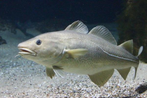 Atlantic cod