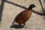 Northern bobwhite