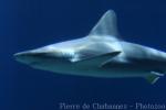 Sandbar shark