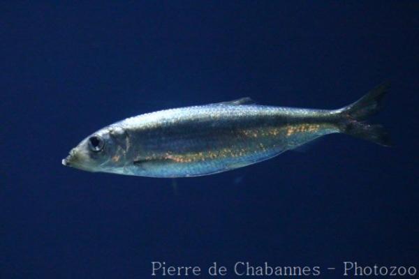 Atlantic herring
