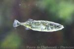 Three-spined stickleback